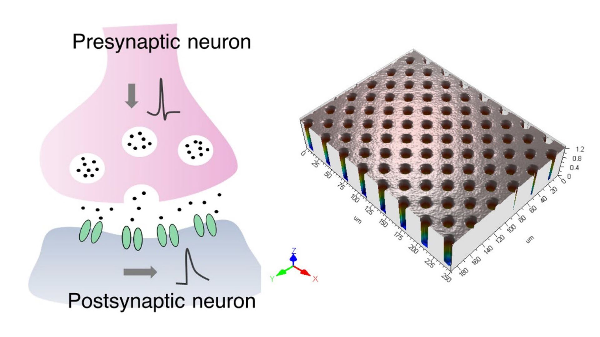 NEURO-MAG